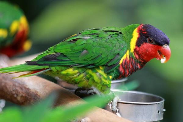 鹦鹉怎么养?有哪些需要注意的?