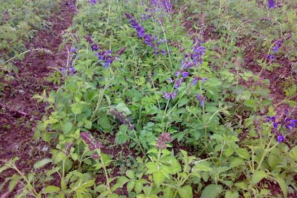 种丹参的田间管理措施