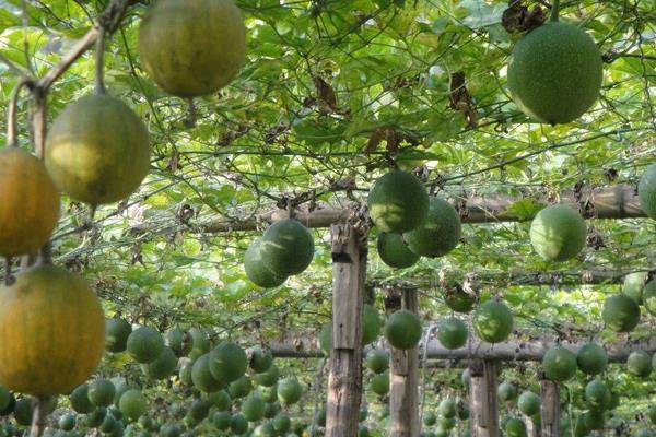 瓜蒌怎么栽培能高产