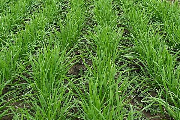 2015种韭菜赚钱吗?2015韭菜种植前景及市场价格分析