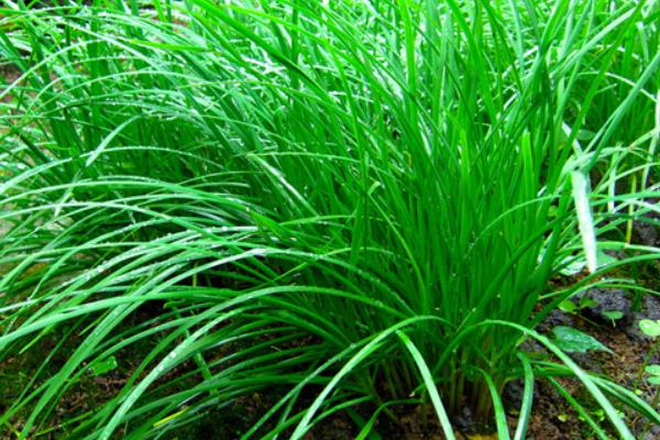 2015种韭菜赚钱吗?2015韭菜种植前景及市场价格分析