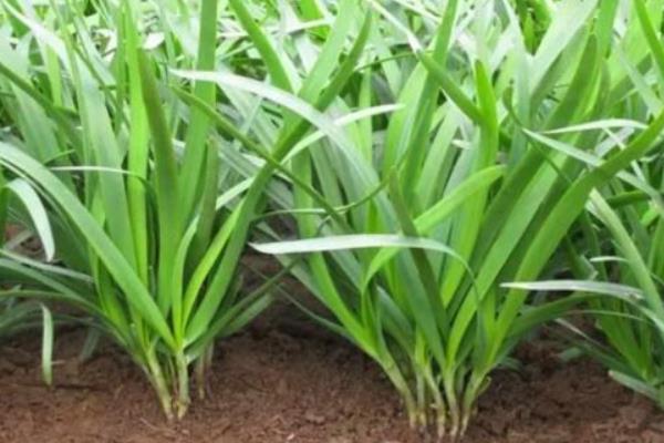 2015种韭菜赚钱吗?2015韭菜种植前景及市场价格分析