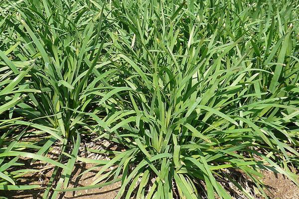 2015种韭菜赚钱吗?2015韭菜种植前景及市场价格分析