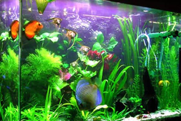 养鱼的水出问题了怎么处理？