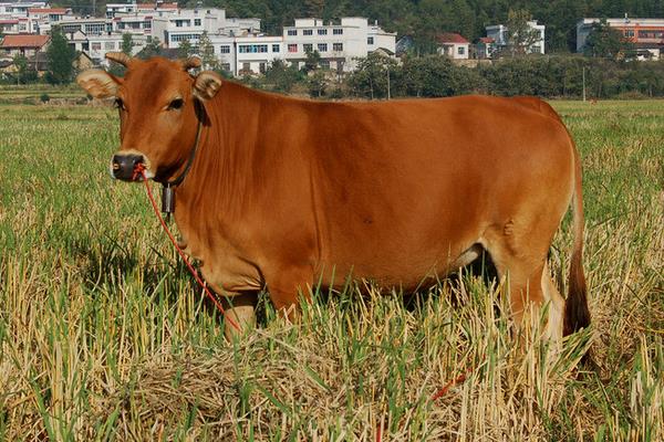 养黄牛国家有补贴吗?都有哪些补贴政策?