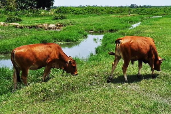 养黄牛国家有补贴吗?都有哪些补贴政策?