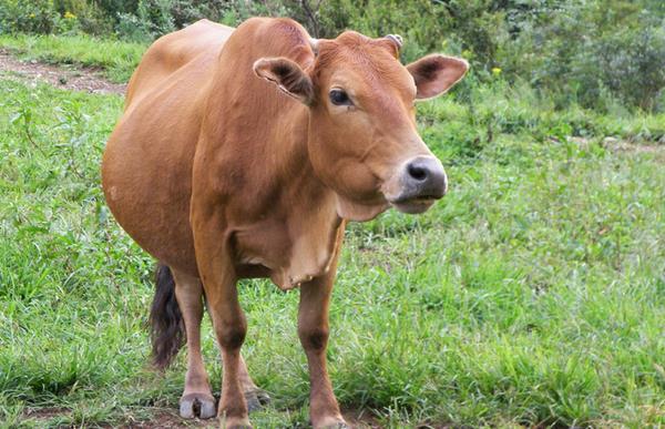 养黄牛国家有补贴吗?都有哪些补贴政策?