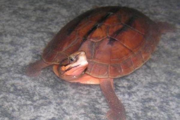 金钱龟冬天怎么养?有什么需要注意的?