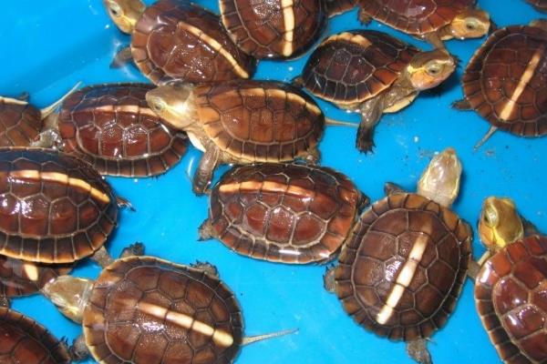 金钱龟冬天怎么养?有什么需要注意的?