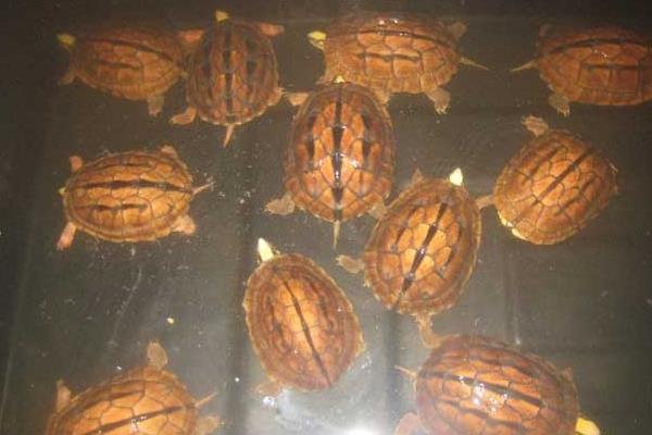 金钱龟冬天怎么养?有什么需要注意的?