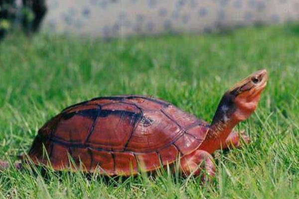 金钱龟冬天怎么养?有什么需要注意的?