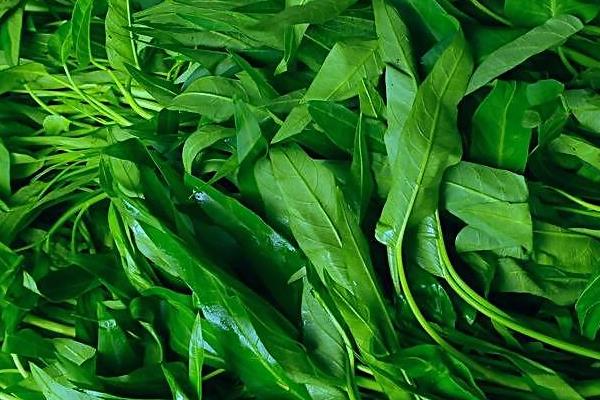 空心菜怎么才能彻底清洗干净?