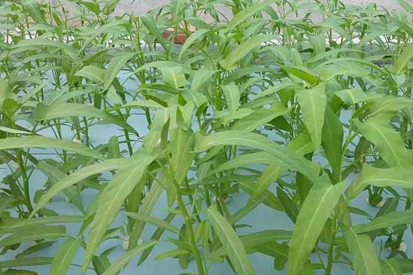 空心菜怎么才能彻底清洗干净?