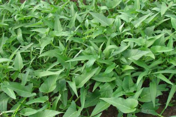 空心菜怎么才能彻底清洗干净?