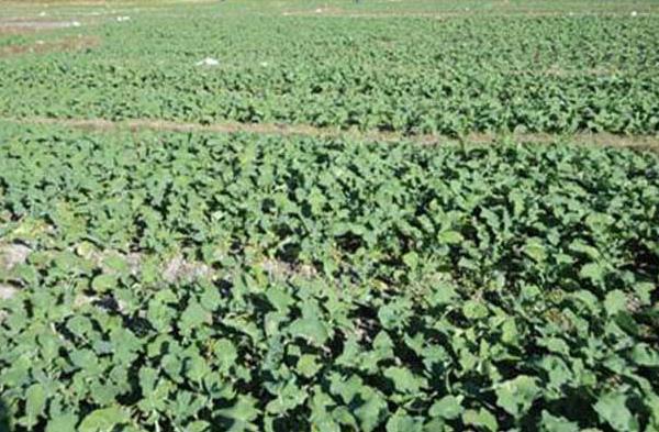 油菜种植时间和方法