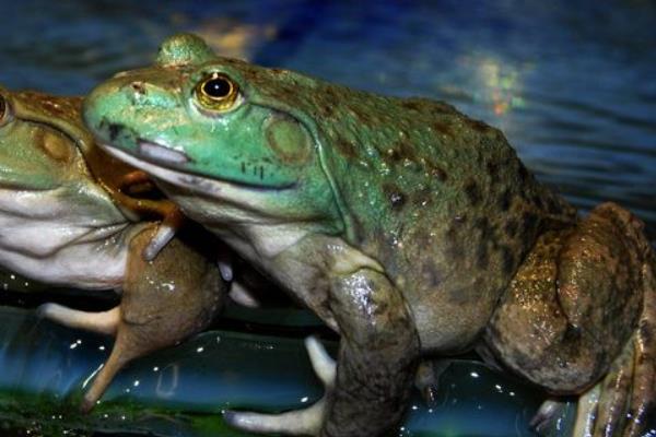 论利用人工配合饲料饲养牛蛙的好处