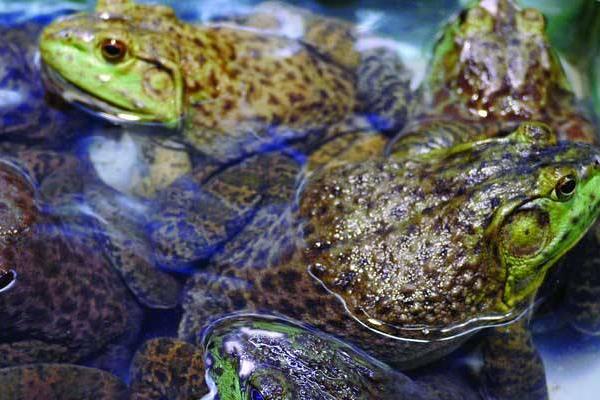 论利用人工配合饲料饲养牛蛙的好处