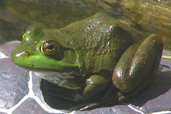论利用人工配合饲料饲养牛蛙的好处