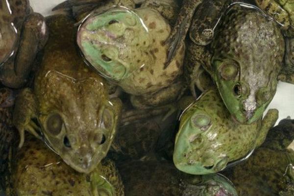 论利用人工配合饲料饲养牛蛙的好处