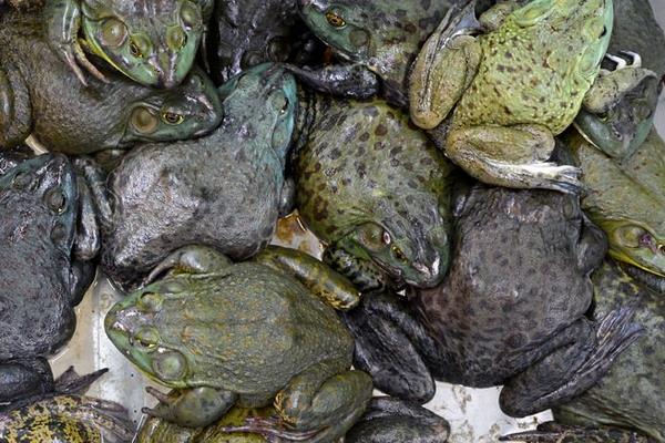 论利用人工配合饲料饲养牛蛙的好处