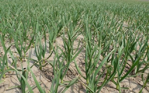 大蒜科学种植技术