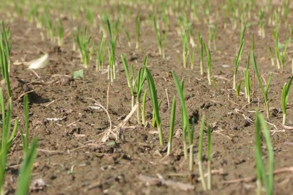 大蒜科学种植技术