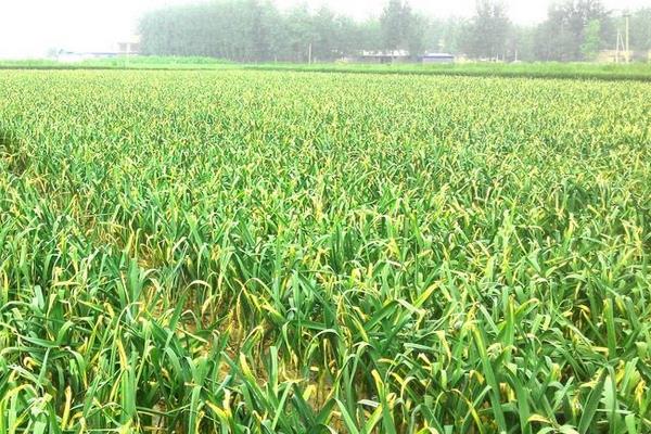 大蒜科学种植技术