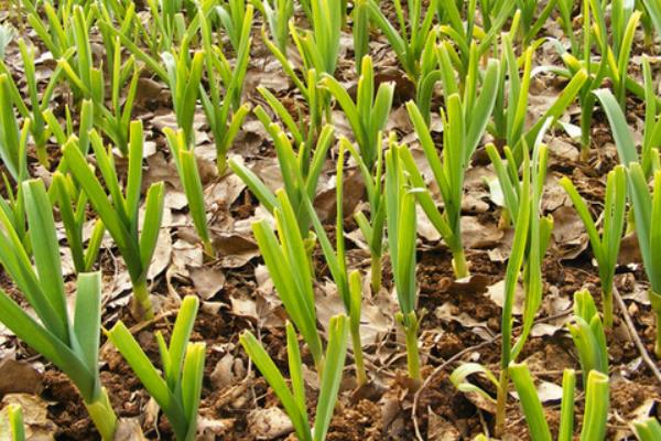 大蒜科学种植技术