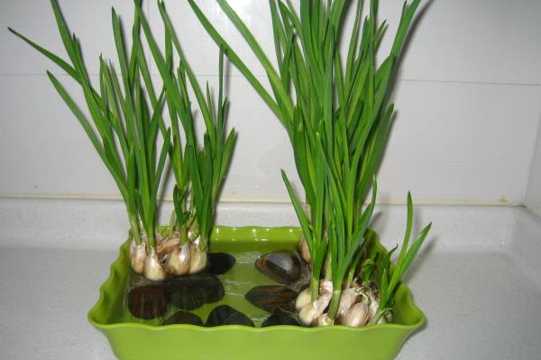 水培大蒜的方法