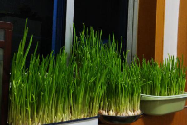 水培大蒜的方法