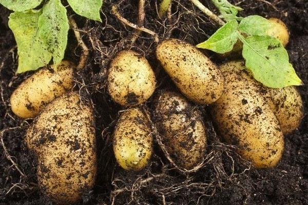 马铃薯可以去黑眼圈,是真的吗?