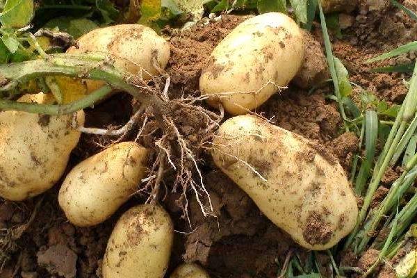 马铃薯可以去黑眼圈,是真的吗?