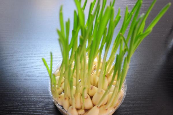 大蒜怎样保存不发芽