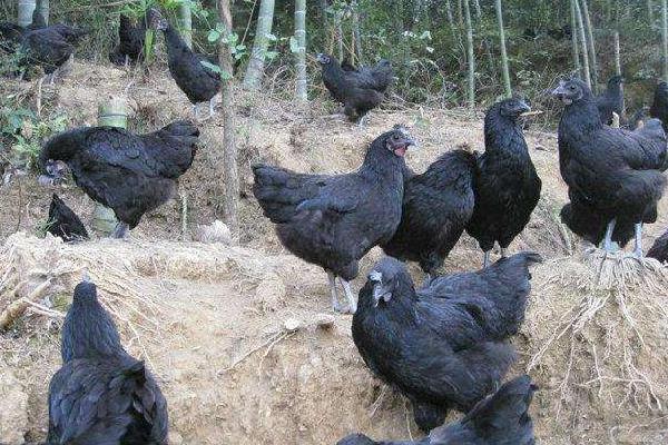 养绿壳蛋鸡的市场前景