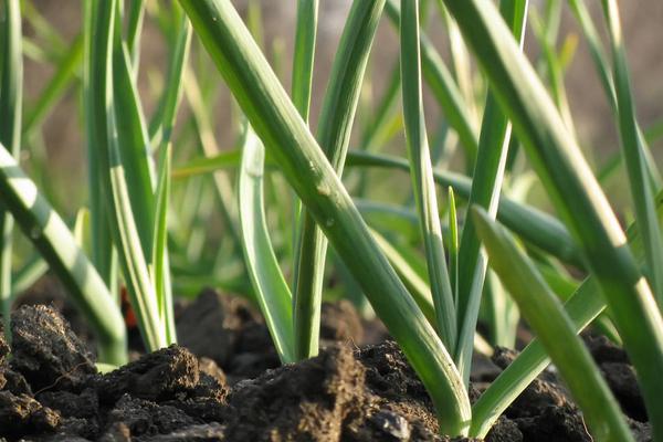 种大蒜用什么肥料好