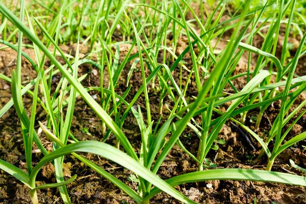 种大蒜用什么肥料好