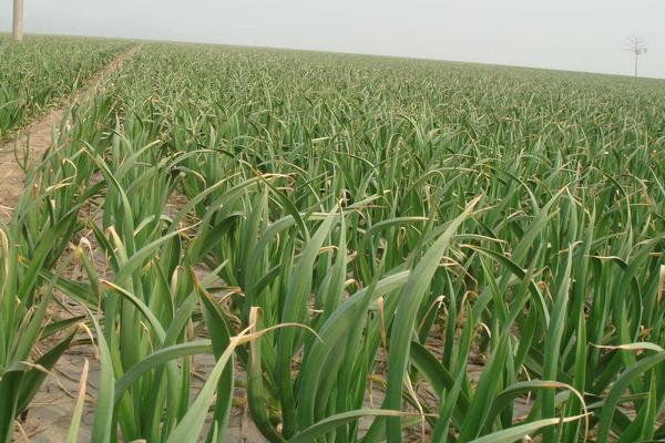 种大蒜用什么肥料好