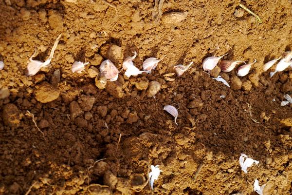 种大蒜用什么肥料好