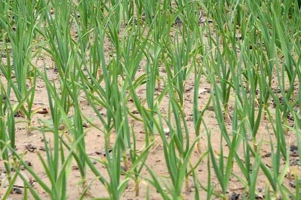 种大蒜用什么肥料好