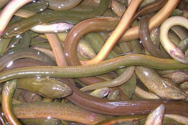 黄鳝泥鳅混养养殖技术