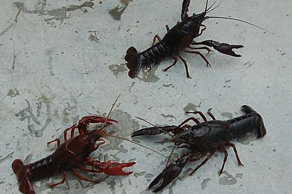 巨型淡水龙虾是什么品种