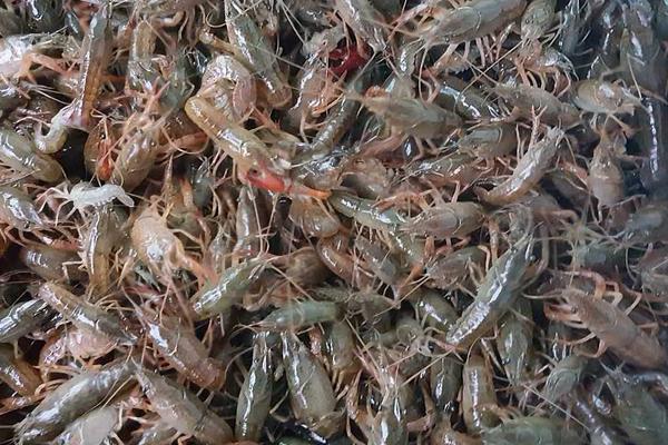 巨型淡水龙虾是什么品种