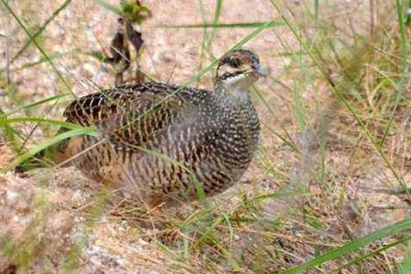 2015养鹧鸪赚钱吗?2015鹧鸪养殖前景及市场价格分析