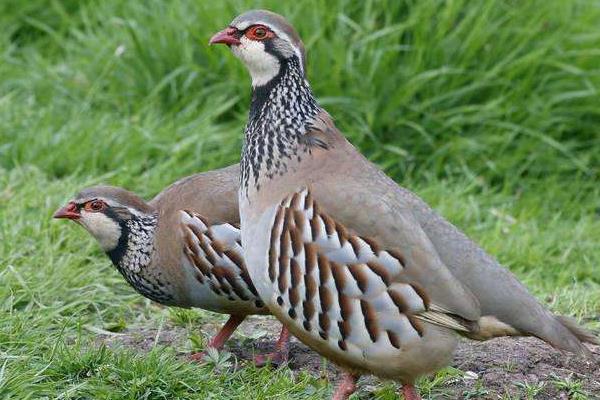 2015养鹧鸪赚钱吗?2015鹧鸪养殖前景及市场价格分析