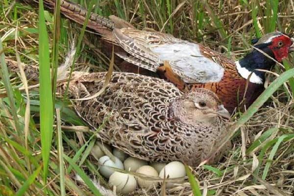 2015养鹧鸪赚钱吗?2015鹧鸪养殖前景及市场价格分析