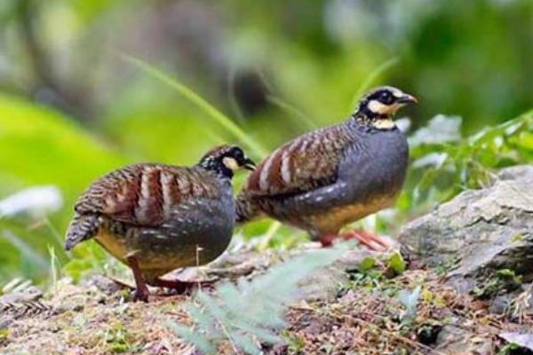 2015养鹧鸪赚钱吗?2015鹧鸪养殖前景及市场价格分析