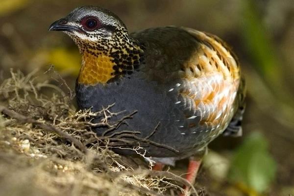 2015养鹧鸪赚钱吗?2015鹧鸪养殖前景及市场价格分析