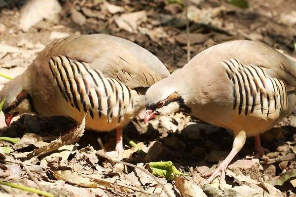 2015养鹧鸪赚钱吗?2015鹧鸪养殖前景及市场价格分析