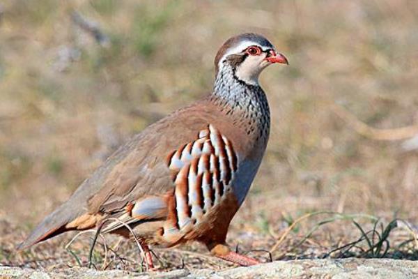 2015养鹧鸪赚钱吗?2015鹧鸪养殖前景及市场价格分析