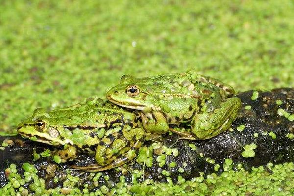 浅析养殖青蛙可行性